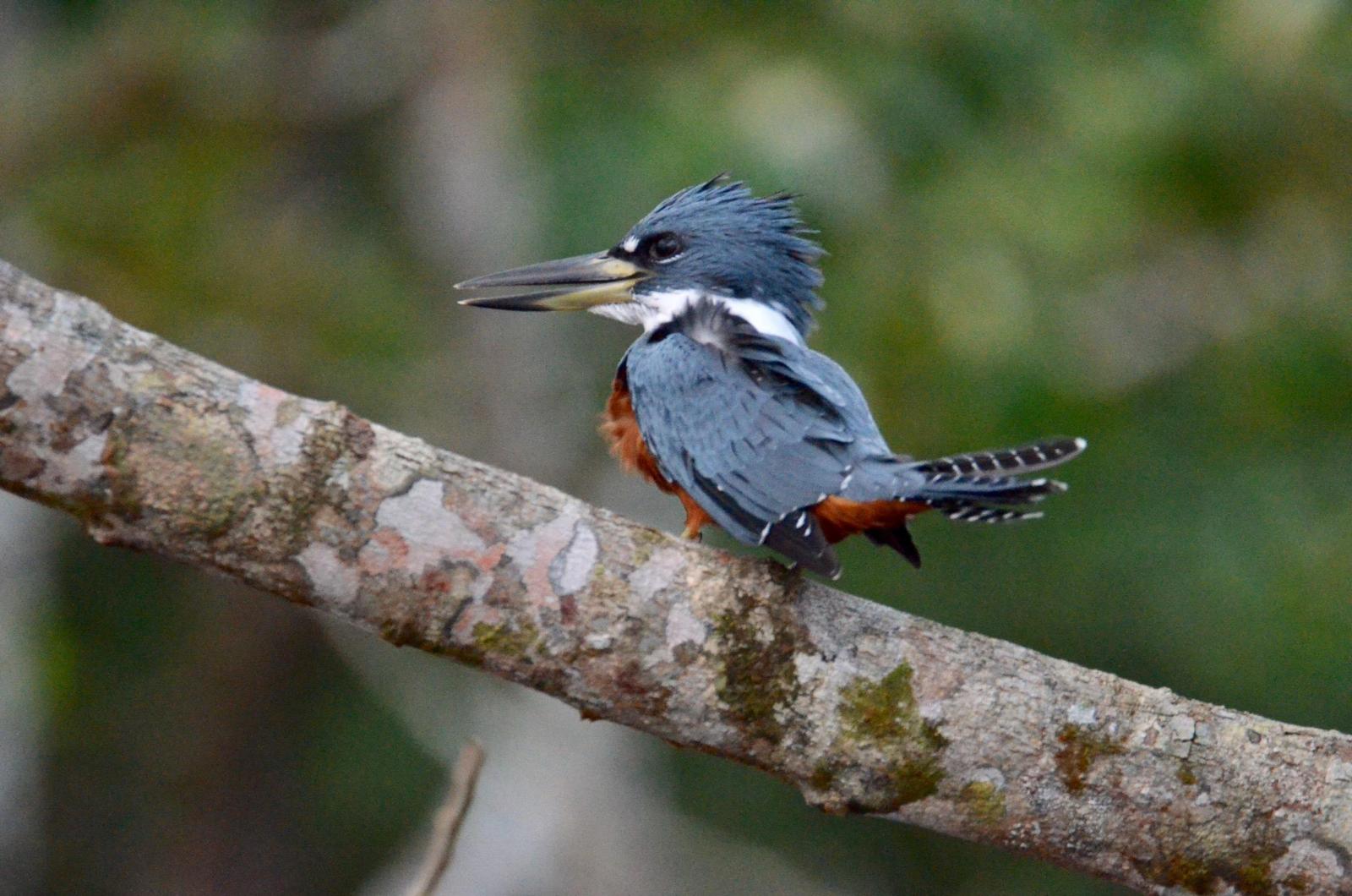 Ringed Kingfisher Photo by Paula Duenas