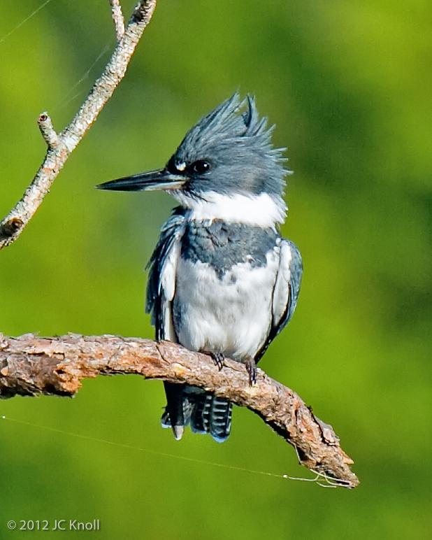 Belted Kingfisher Photo by JC Knoll