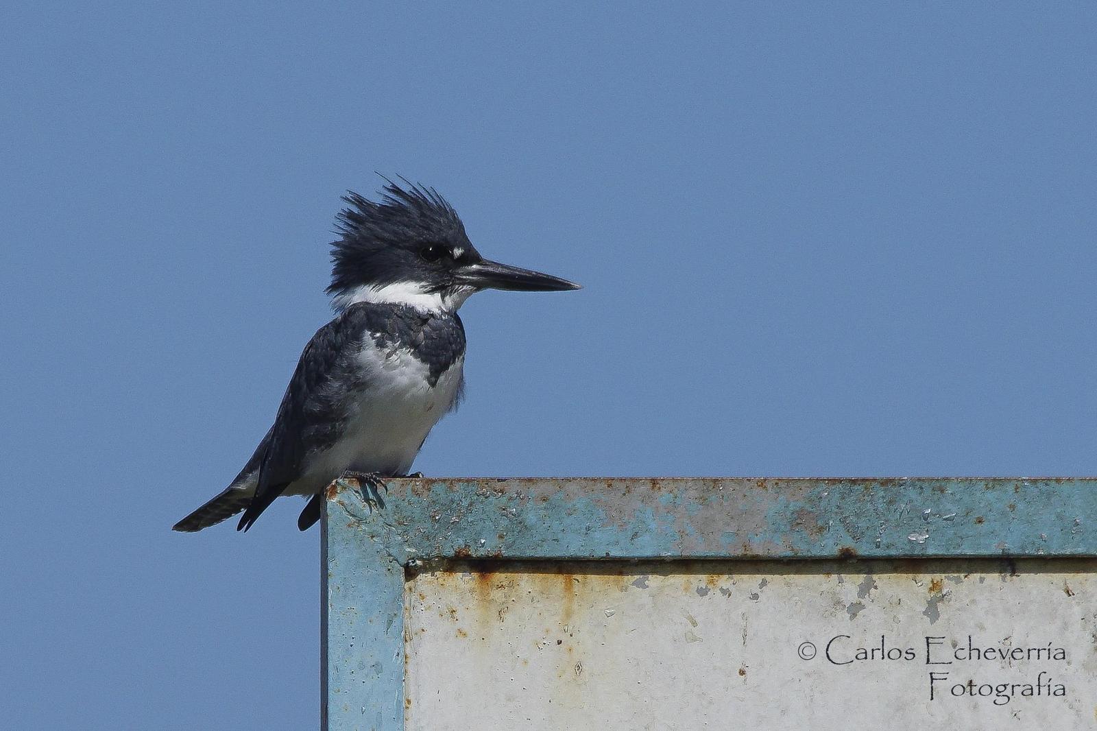Belted Kingfisher Photo by Carlos Echeverría