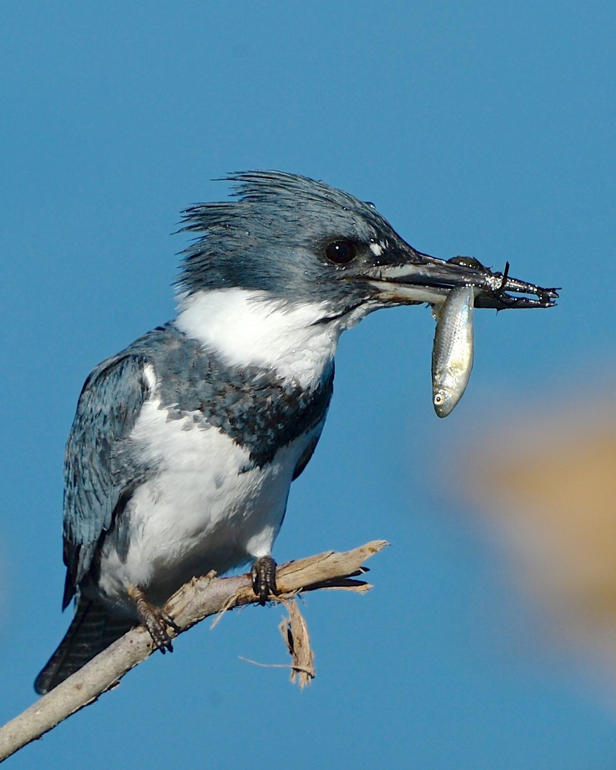 Belted Kingfisher Photo by Gerald Friesen