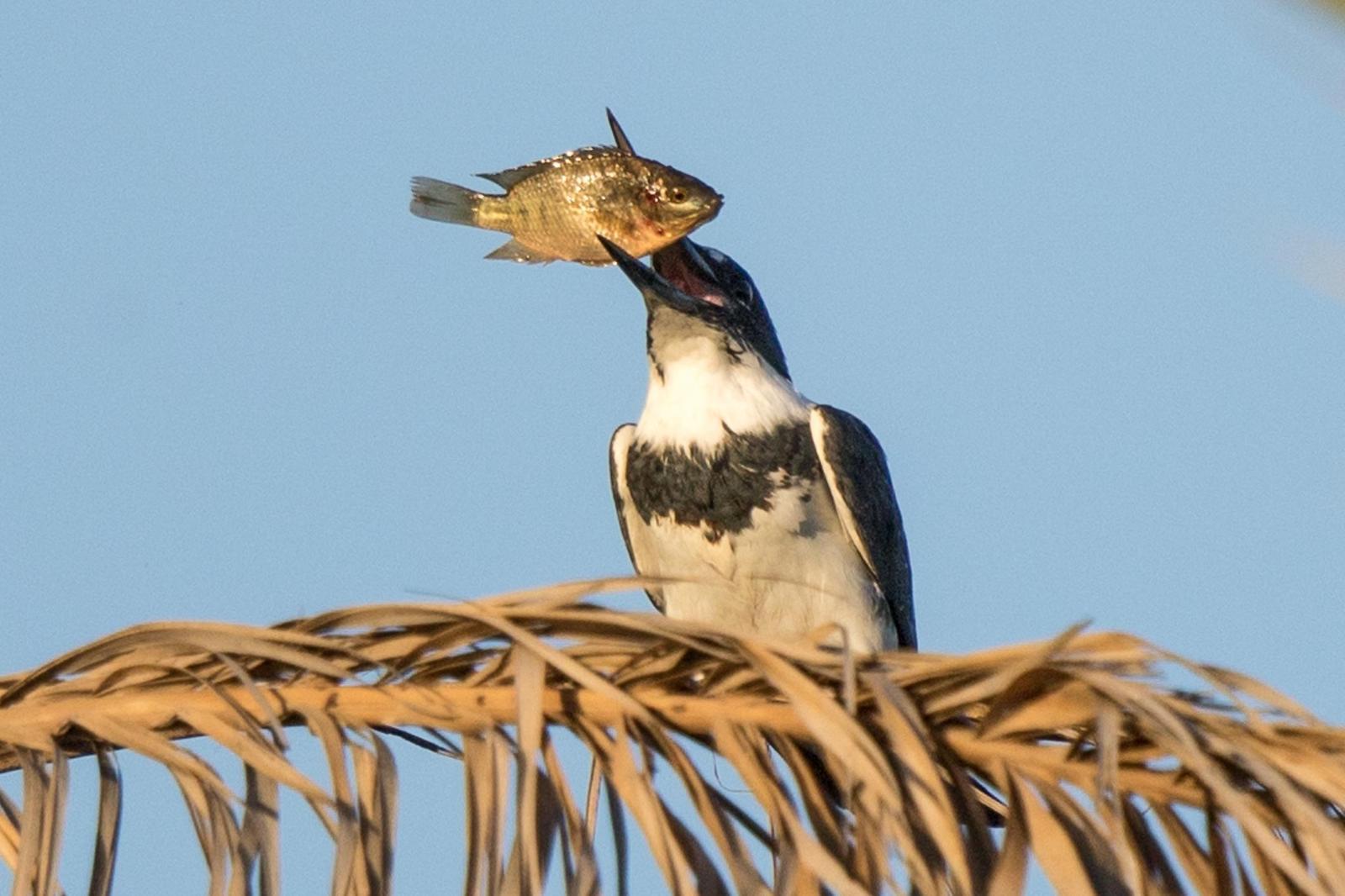Belted Kingfisher Photo by Morgan Edwards
