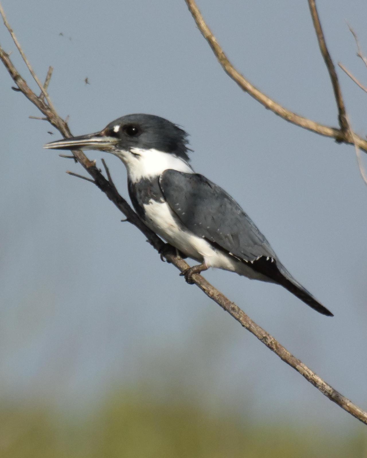 Belted Kingfisher Photo by Emily Percival