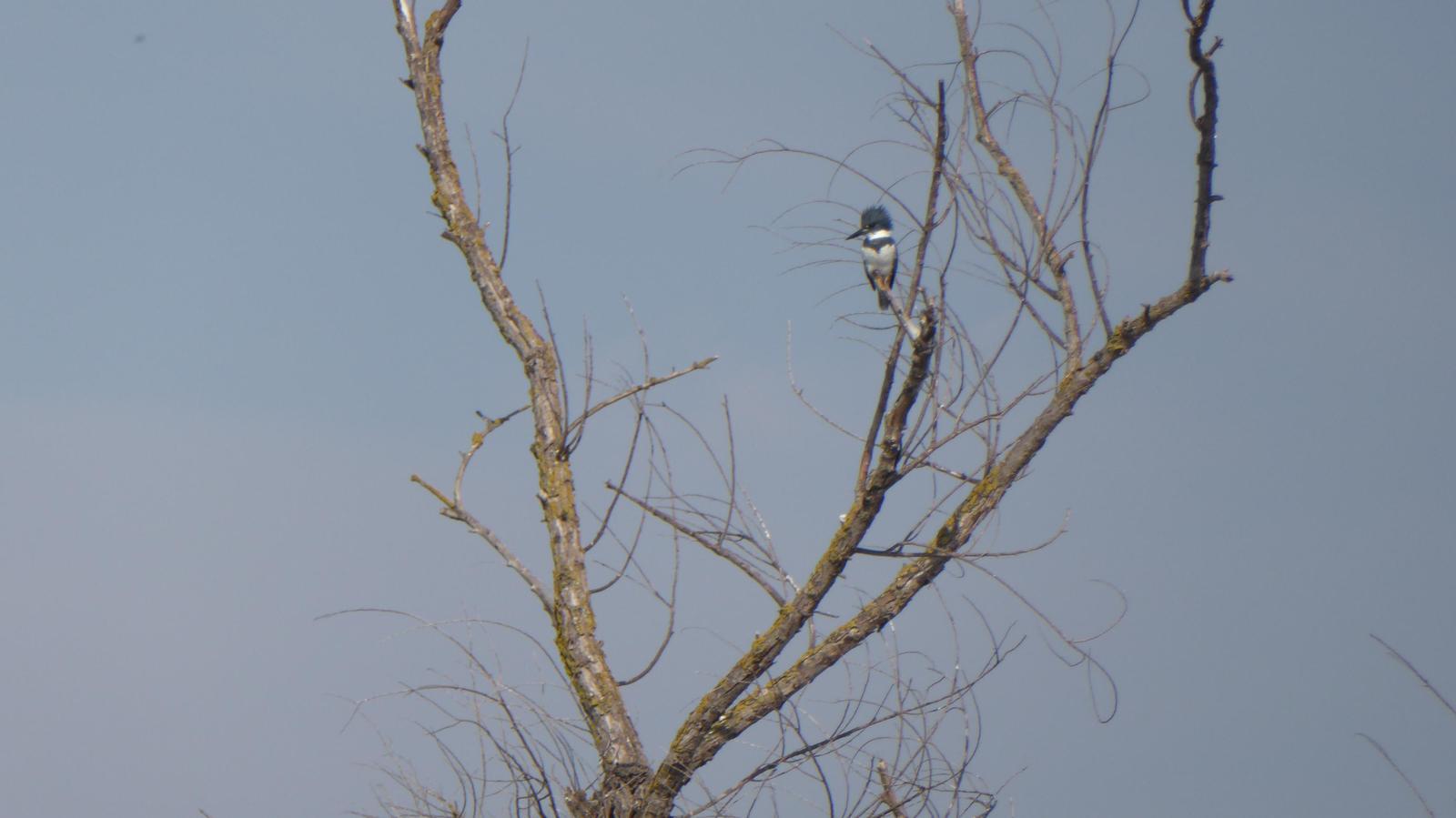 Belted Kingfisher Photo by Daliel Leite