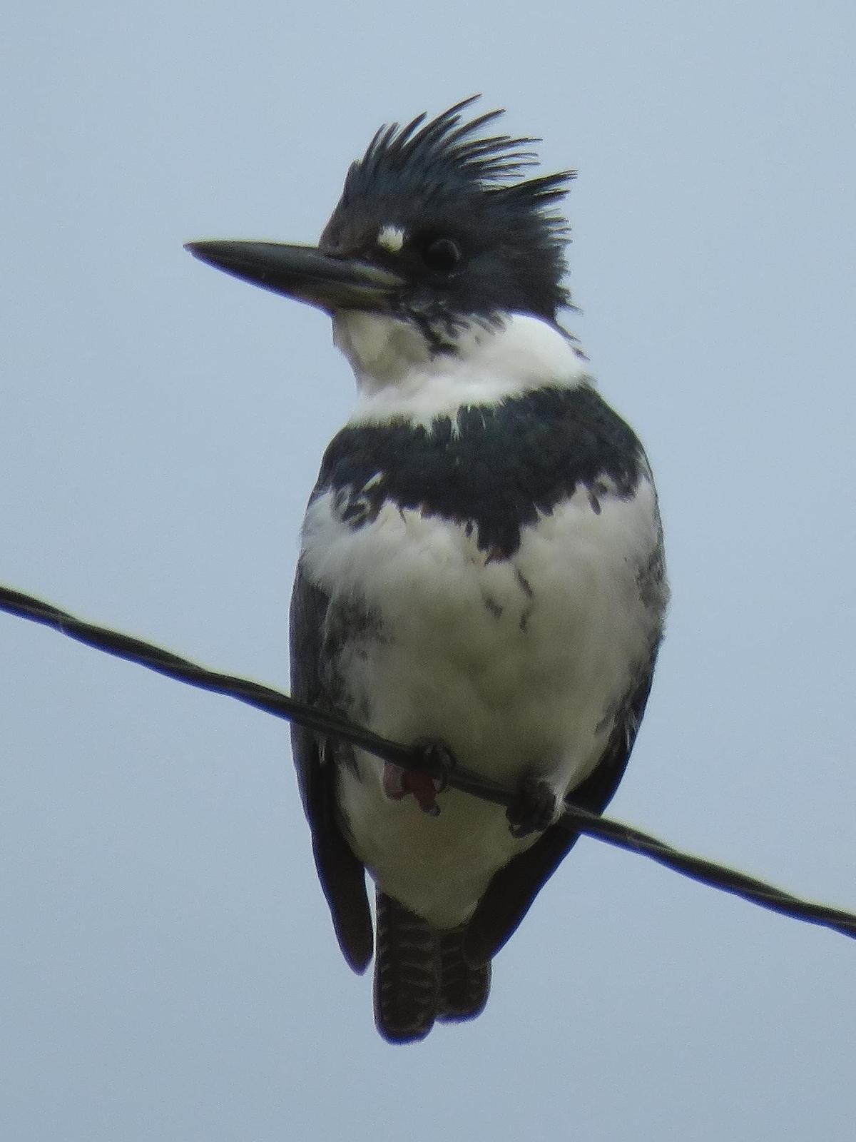 Belted Kingfisher Photo by Kent Jensen