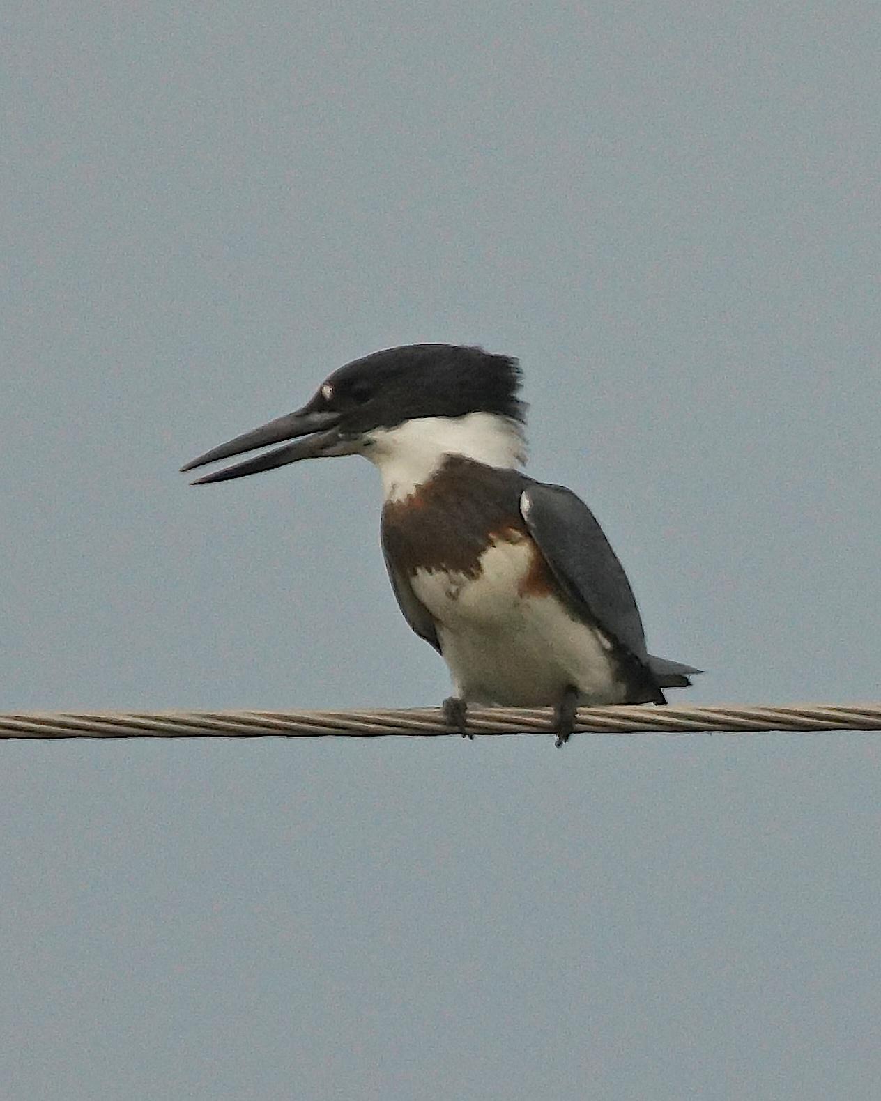 Belted Kingfisher Photo by Gerald Hoekstra