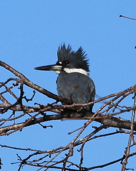 Belted Kingfisher Photo by Tracy OConnell