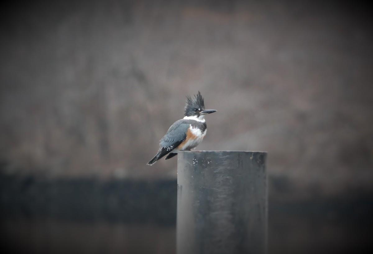 Belted Kingfisher Photo by David Blanchette