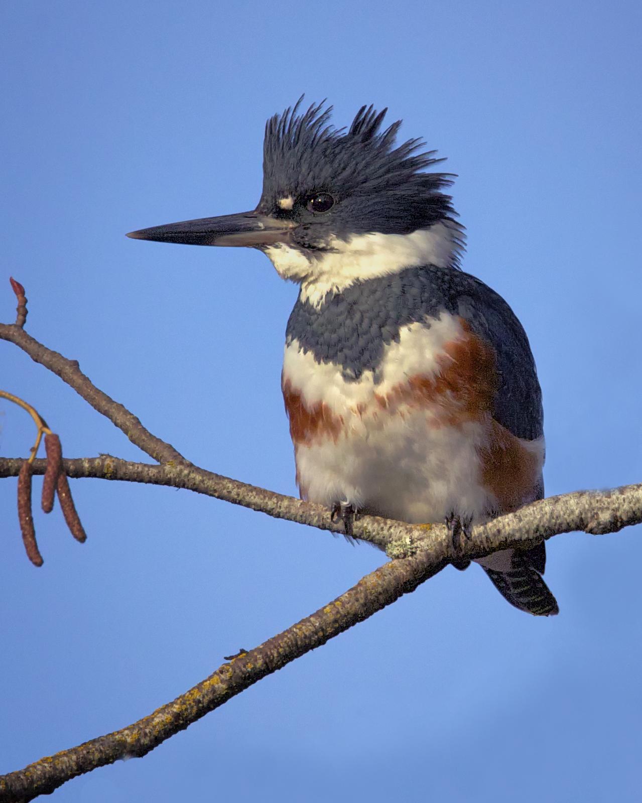 Belted Kingfisher Photo by Mike Liskay