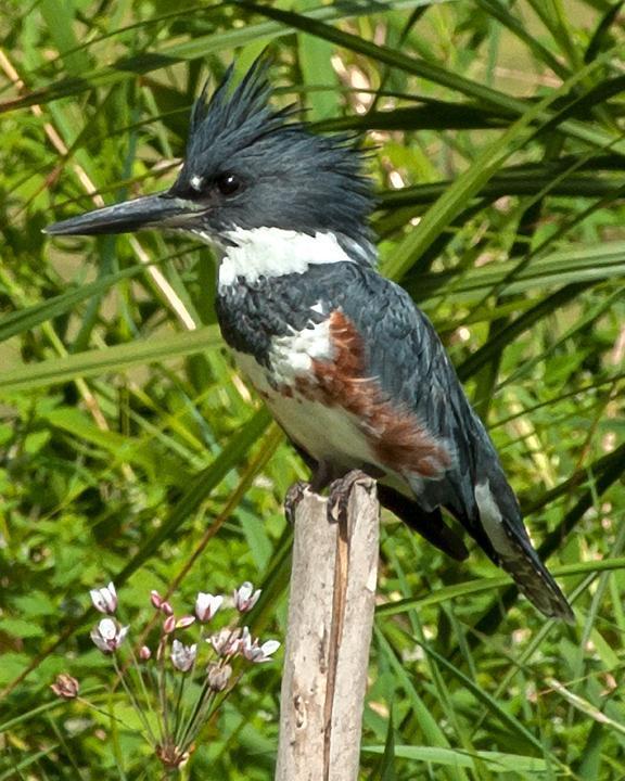 Belted Kingfisher Photo by Jean-Pierre LaBrèche