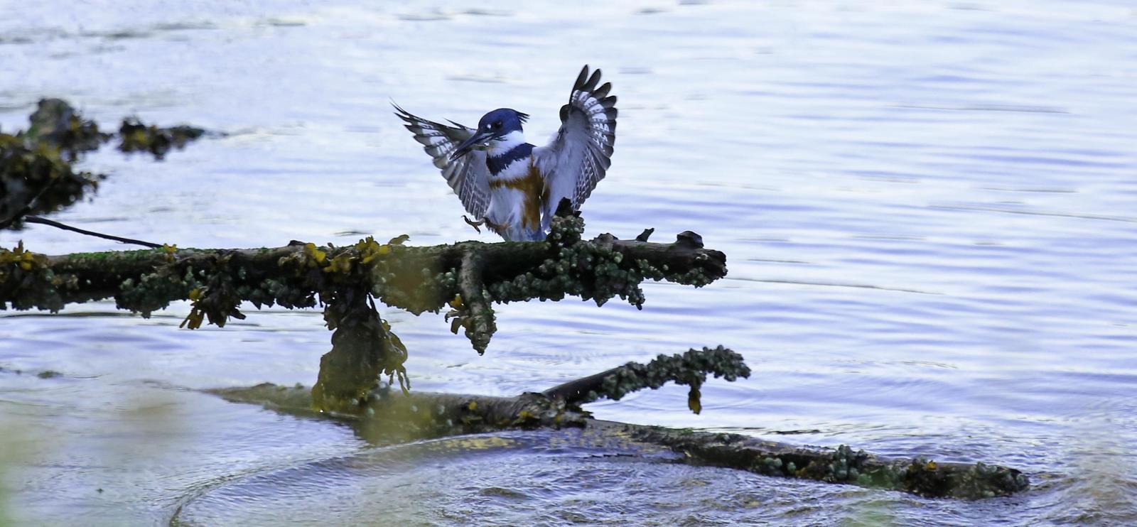 Belted Kingfisher Photo by Jim  Murray