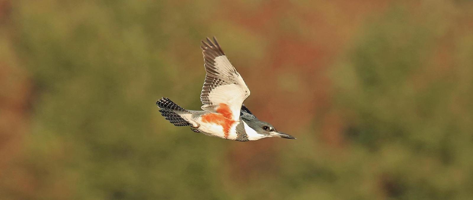 Belted Kingfisher Photo by Jim  Murray