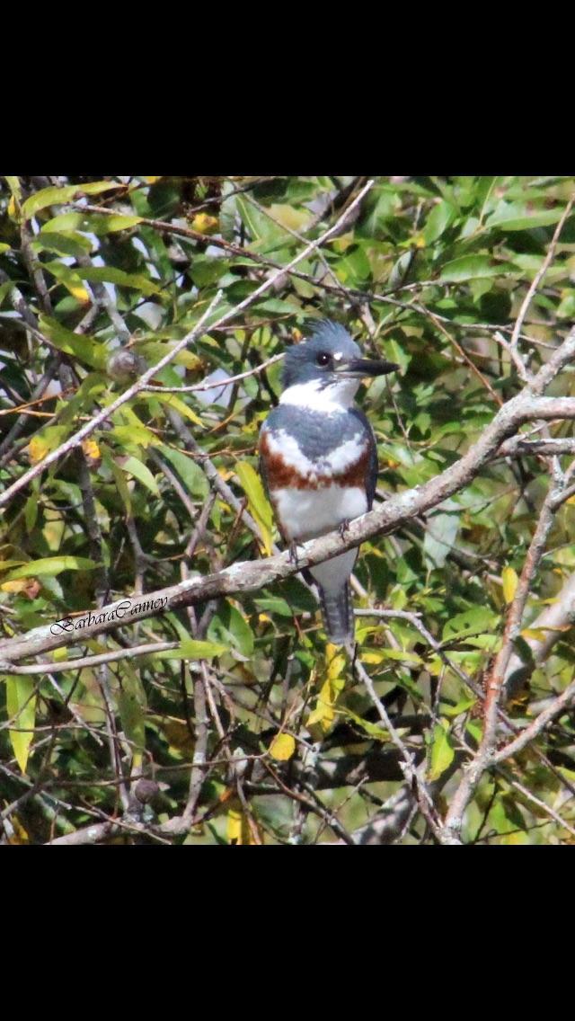 Belted Kingfisher Photo by Barbara Canney