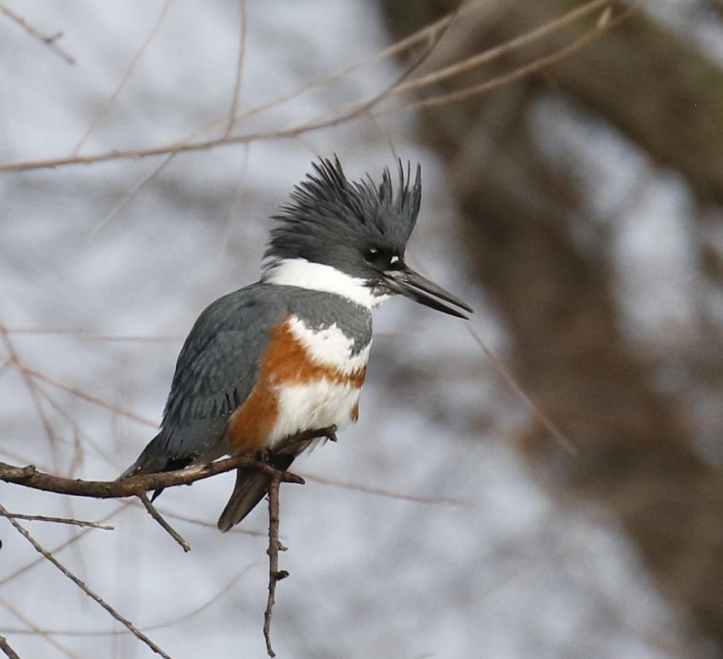 Belted Kingfisher Photo by Vicki Miller