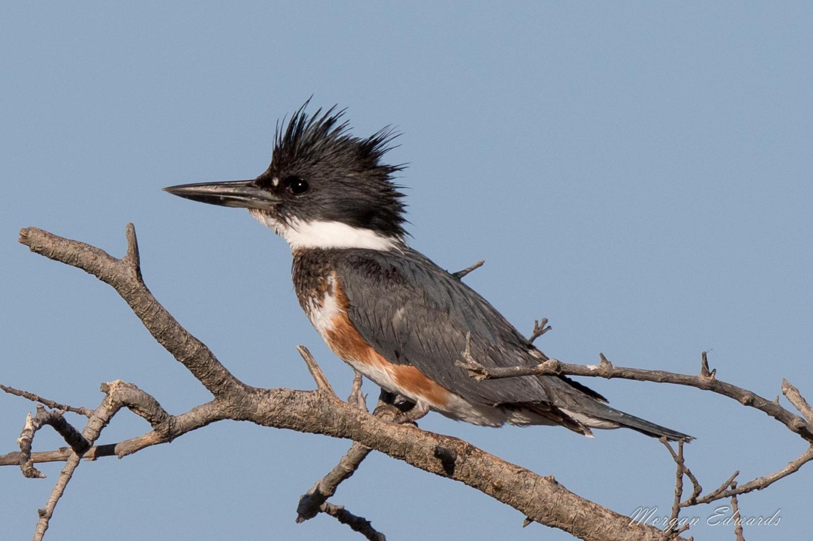 Belted Kingfisher Photo by Morgan Edwards