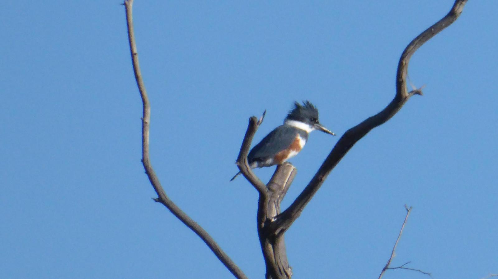 Belted Kingfisher Photo by Daliel Leite