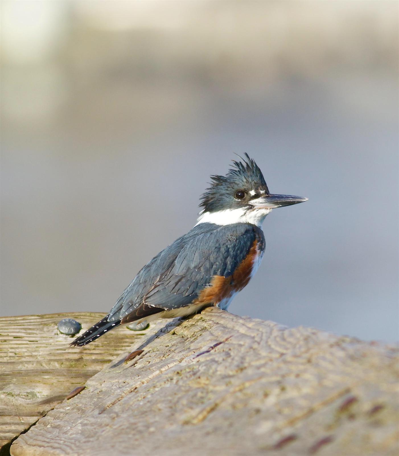 Belted Kingfisher Photo by Kathryn Keith