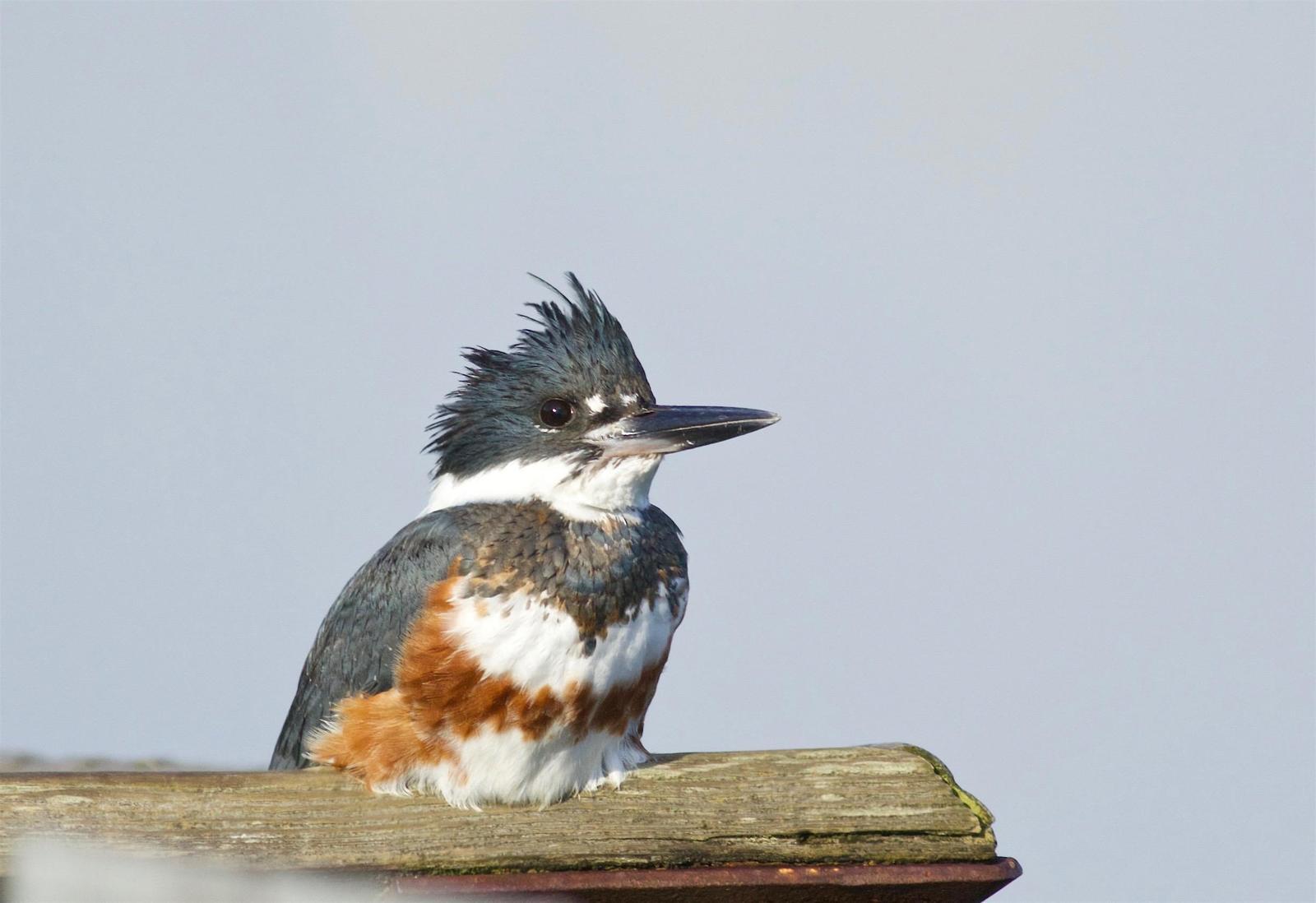 Belted Kingfisher Photo by Kathryn Keith