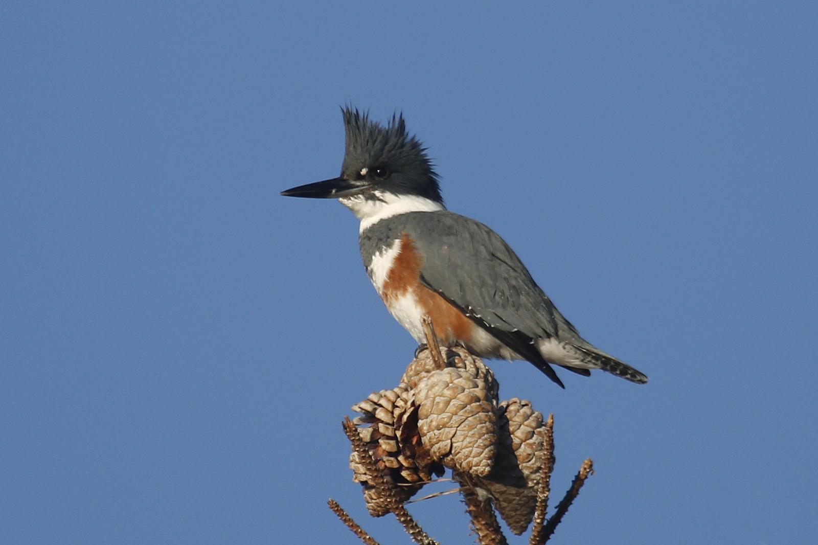 Belted Kingfisher Photo by Donna Pomeroy
