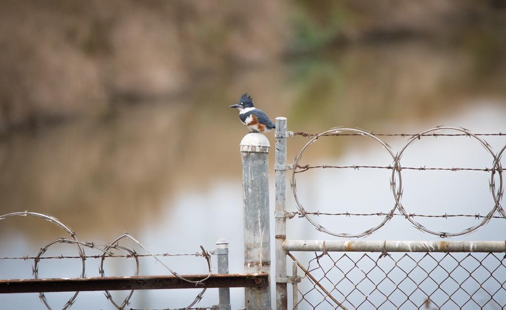 Belted Kingfisher Photo by Amanda Fulda