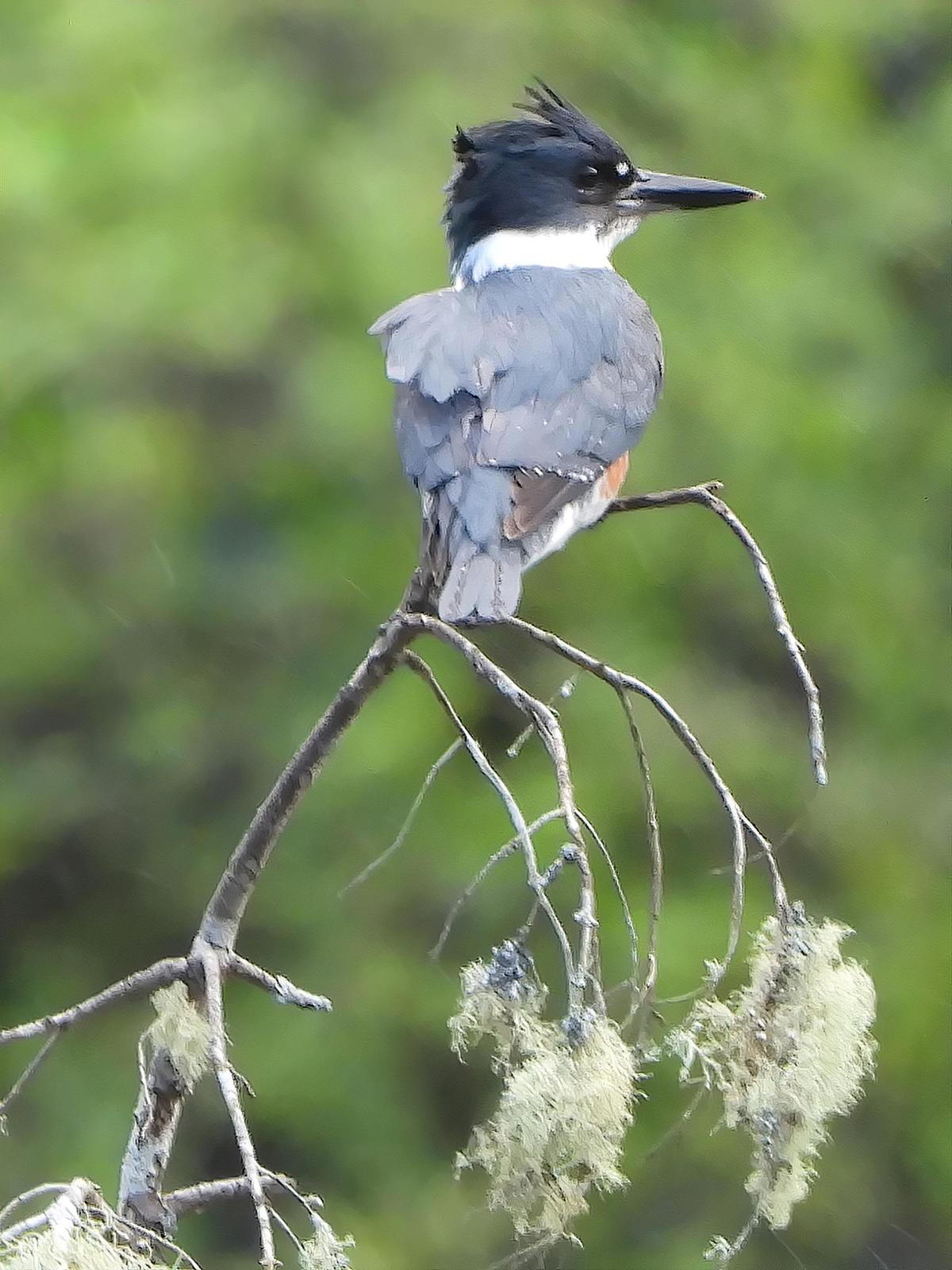 Belted Kingfisher Photo by Dan Tallman