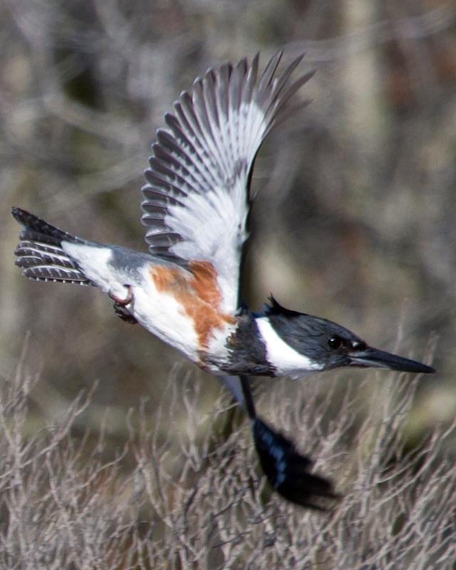 Belted Kingfisher Photo by Ashley Bradford