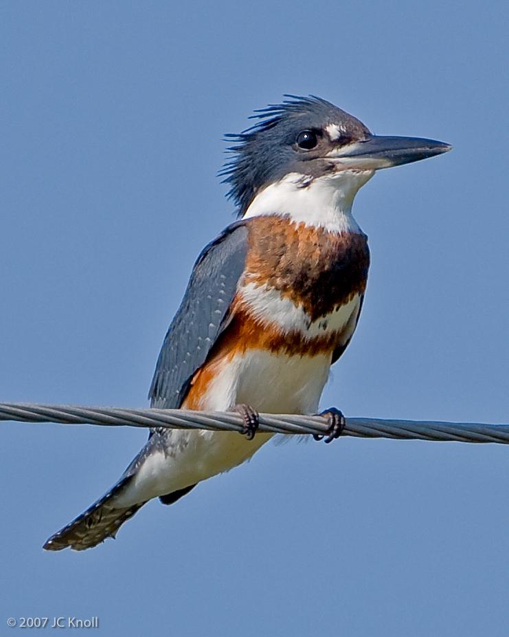 Belted Kingfisher Photo by JC Knoll