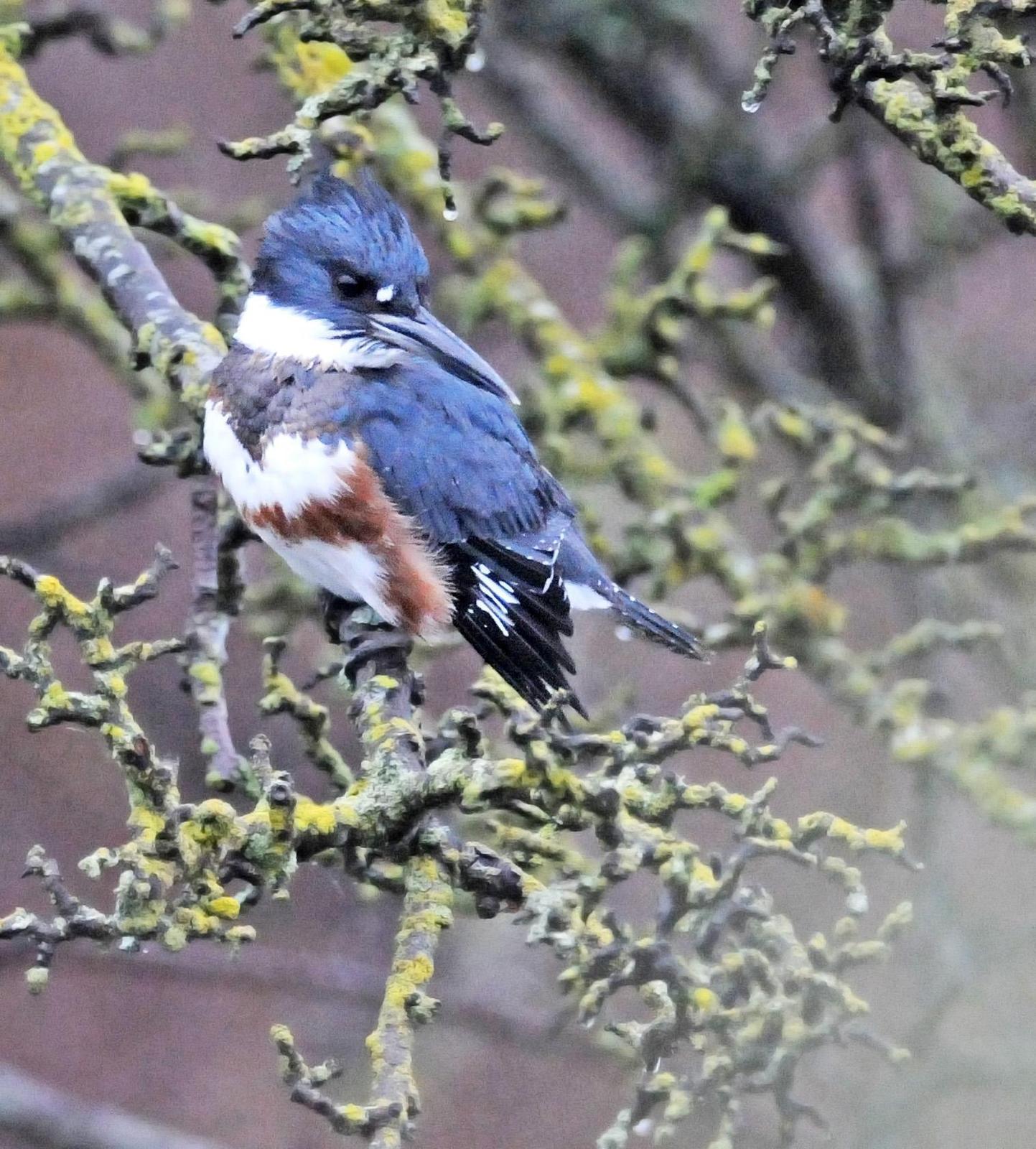 Belted Kingfisher Photo by Steven Mlodinow
