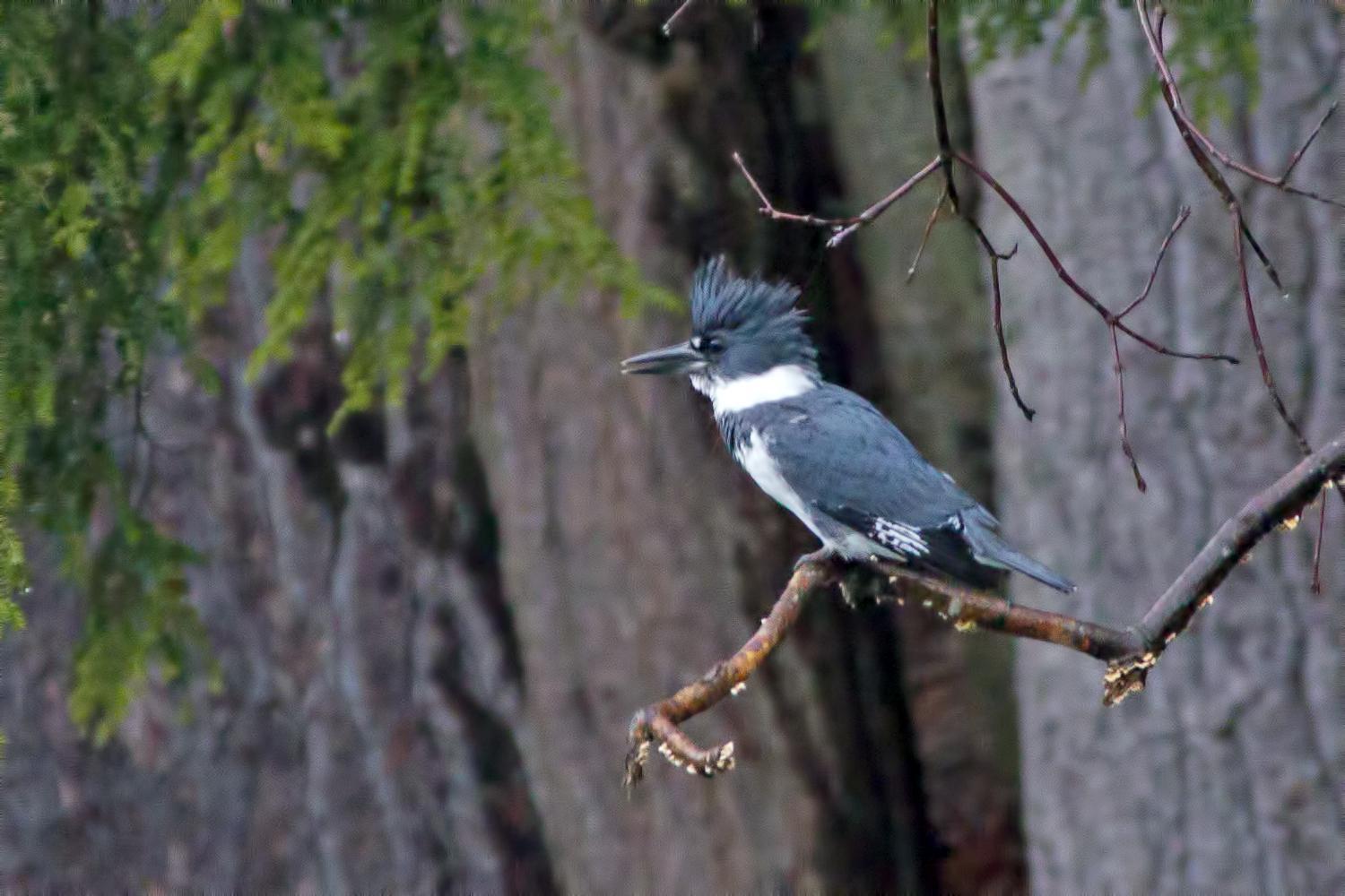 Belted Kingfisher Photo by Rob Dickerson