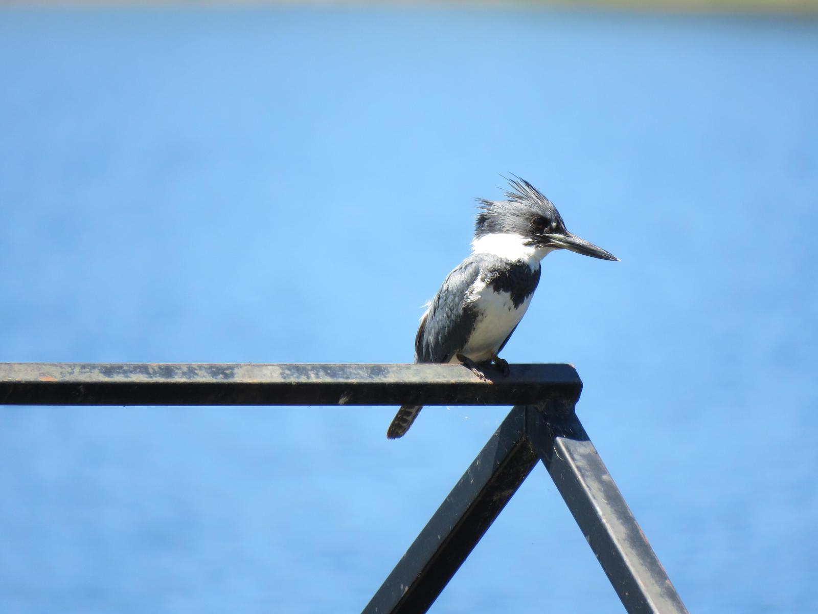 Belted Kingfisher Photo by Nolan Keyes
