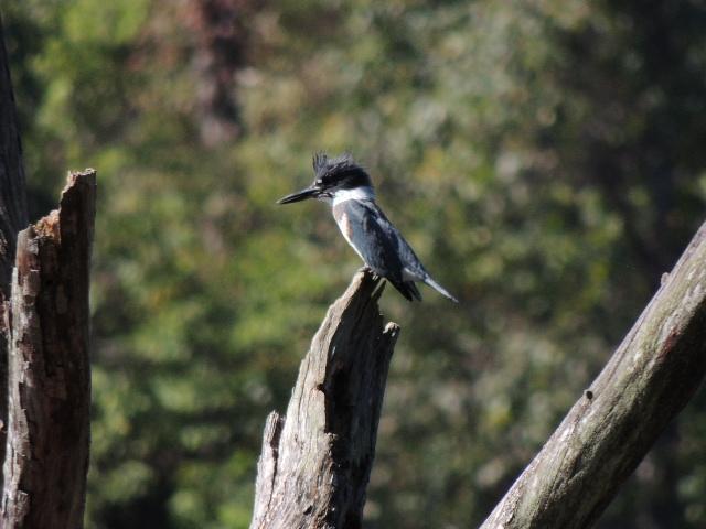 Belted Kingfisher Photo by Tony Heindel