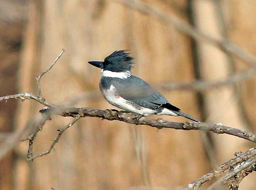 Belted Kingfisher Photo by Tom Gannon