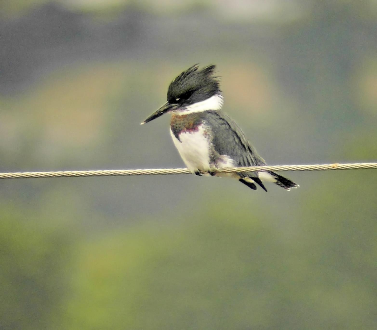 Belted Kingfisher Photo by Steven Mlodinow