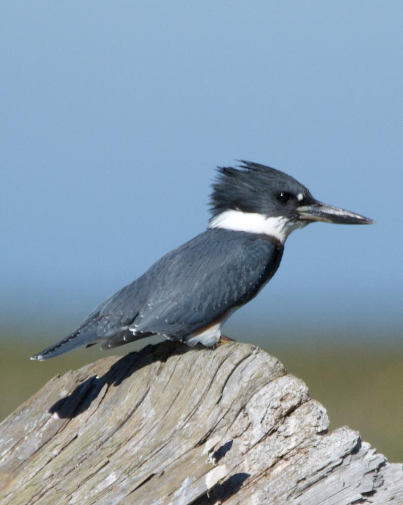Belted Kingfisher Photo by Brian Avent