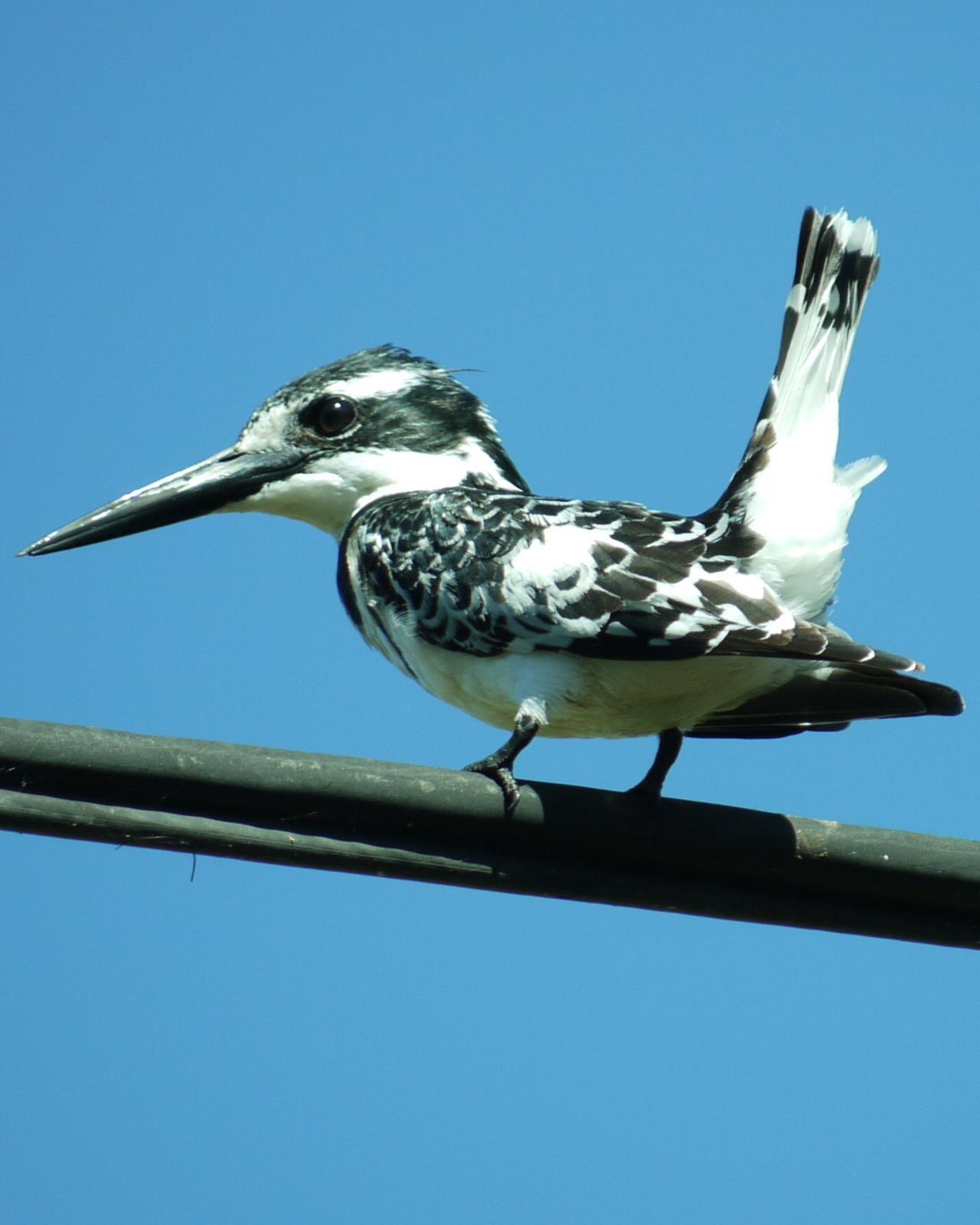 Pied Kingfisher Photo by Peter Lowe