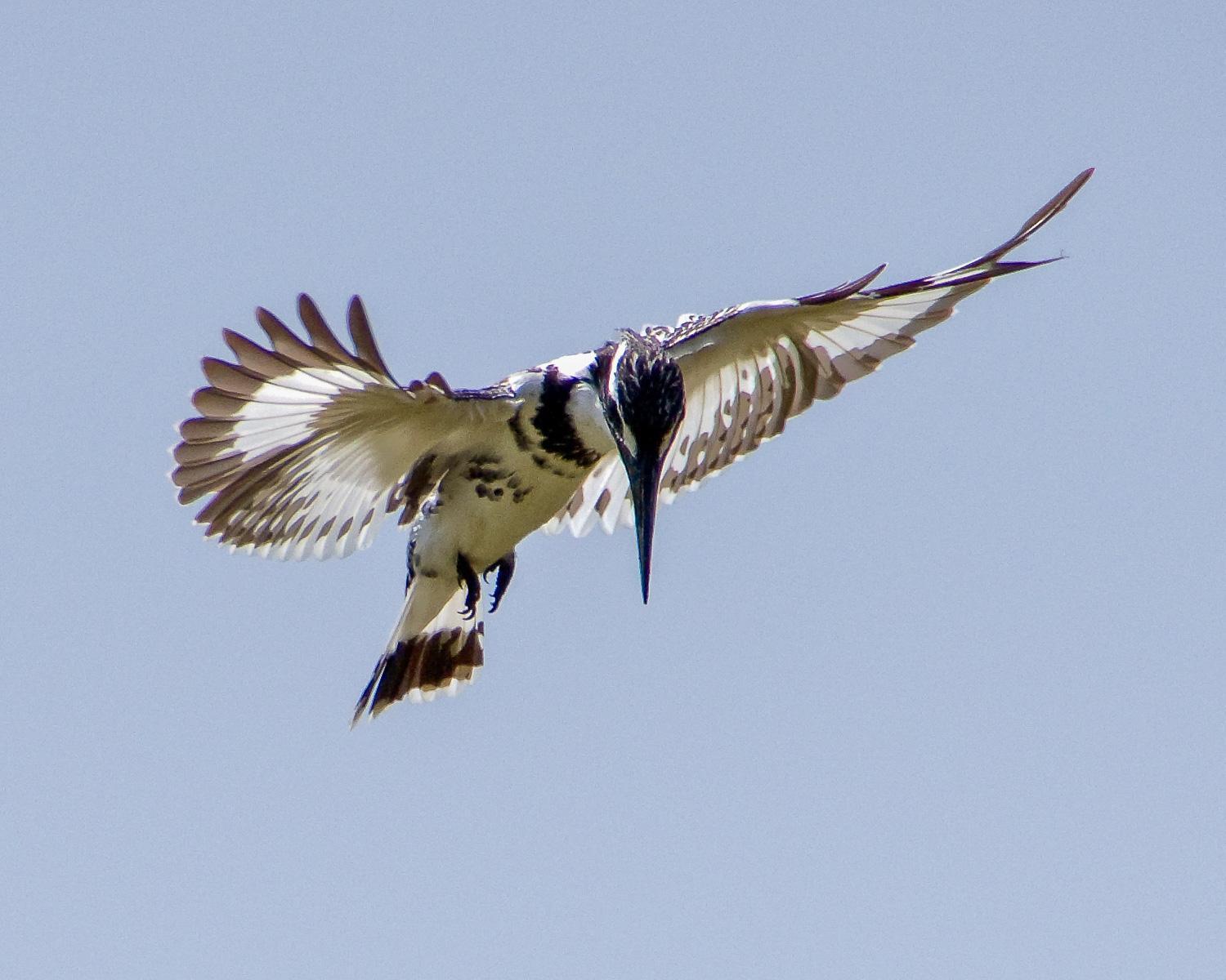 Pied Kingfisher Photo by Lisa Orchard