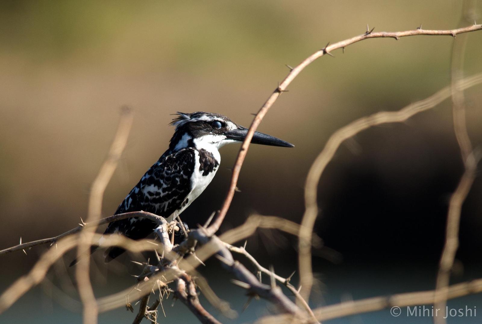Pied Kingfisher Photo by Mihir Joshi