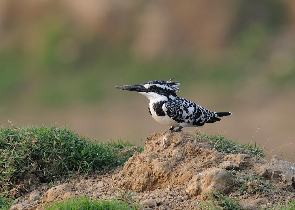 Pied Kingfisher Photo by Kishore Bhargava