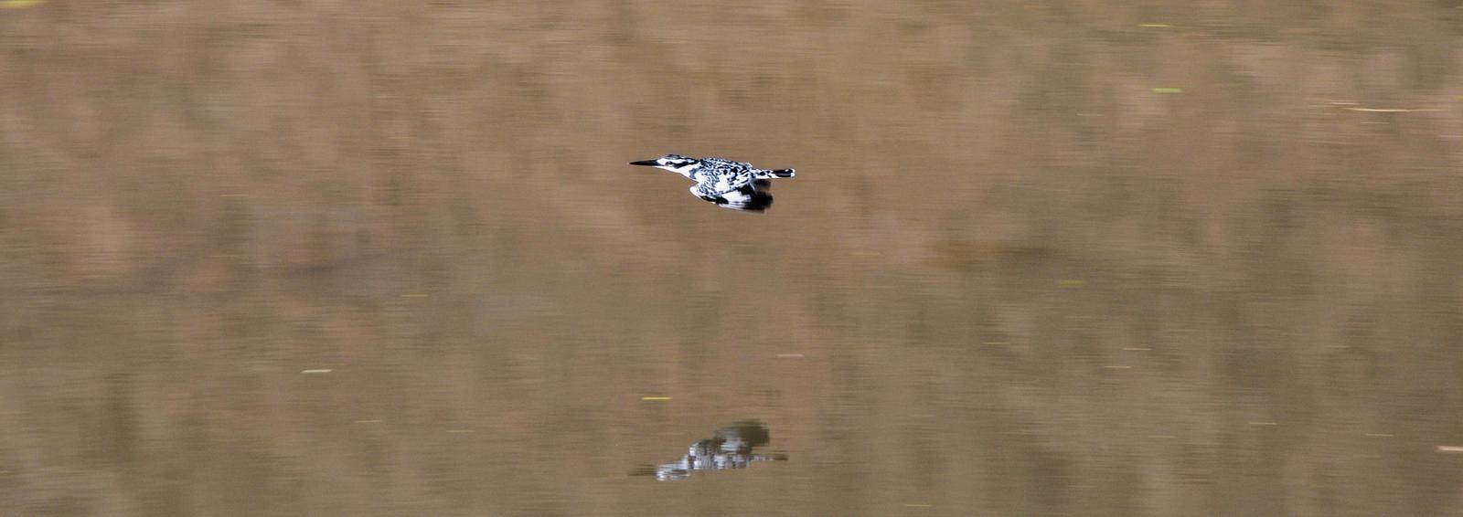 Pied Kingfisher Photo by Simon Bernard