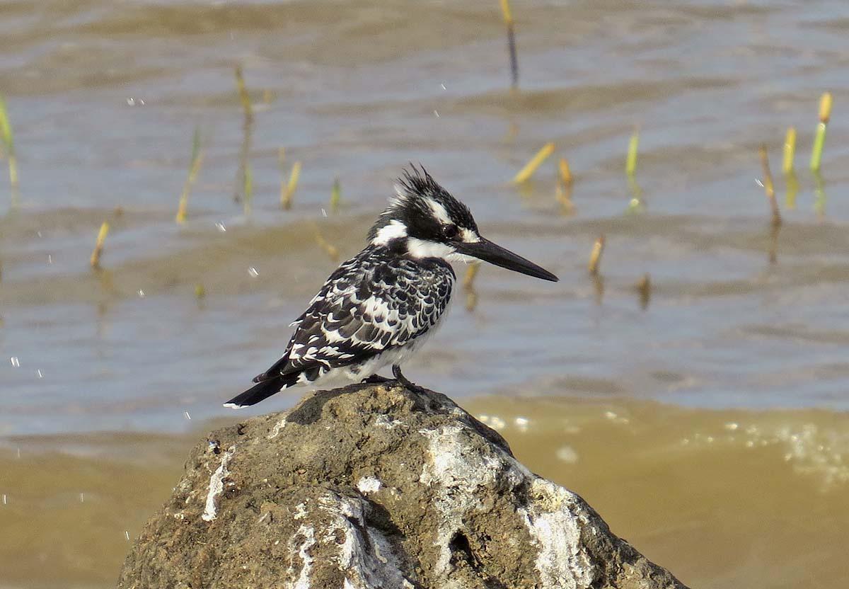 Pied Kingfisher Photo by Peter Boesman