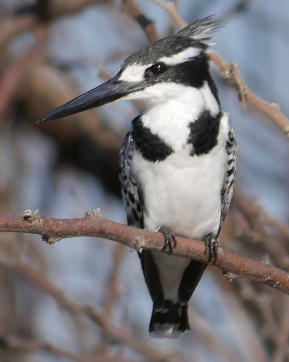 Pied Kingfisher Photo by Peter Lowe