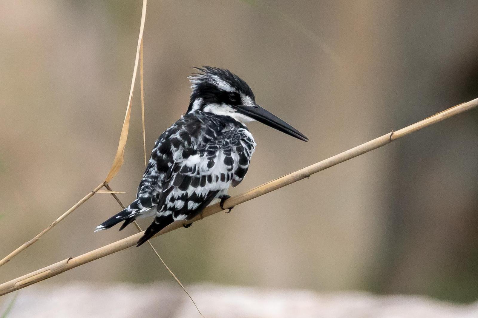 Pied Kingfisher Photo by Gerald Hoekstra