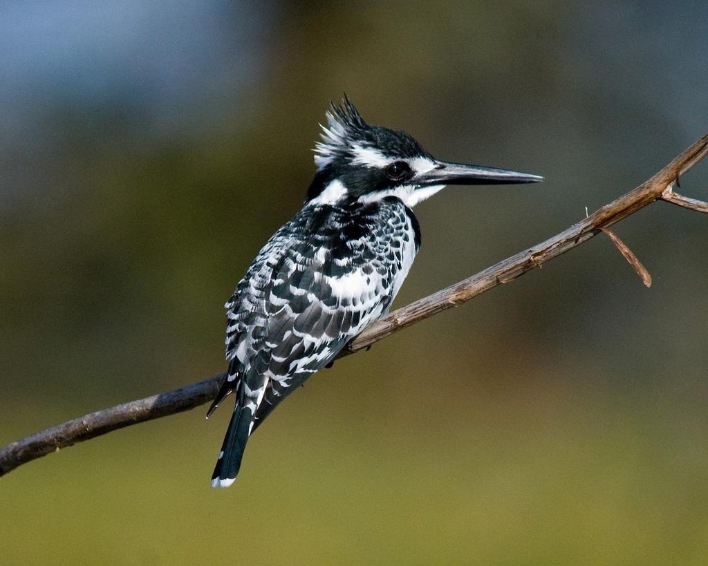 Pied Kingfisher Photo by Carol Foil