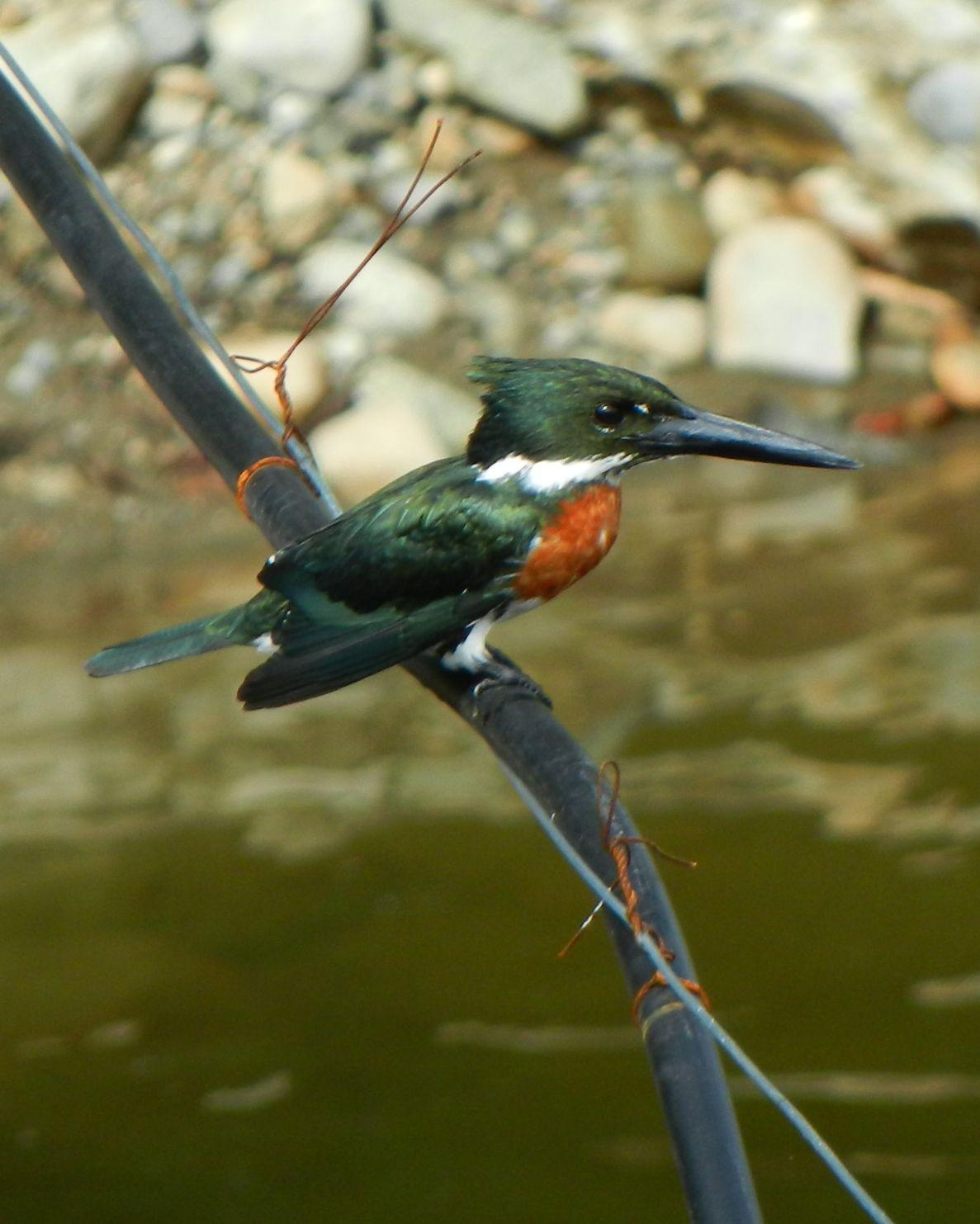 Amazon Kingfisher Photo by Jenn Sinasac