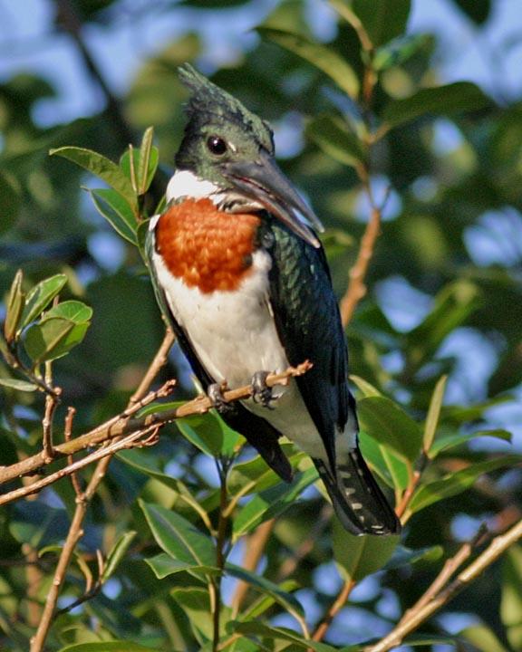 Amazon Kingfisher Photo by Peter Boesman