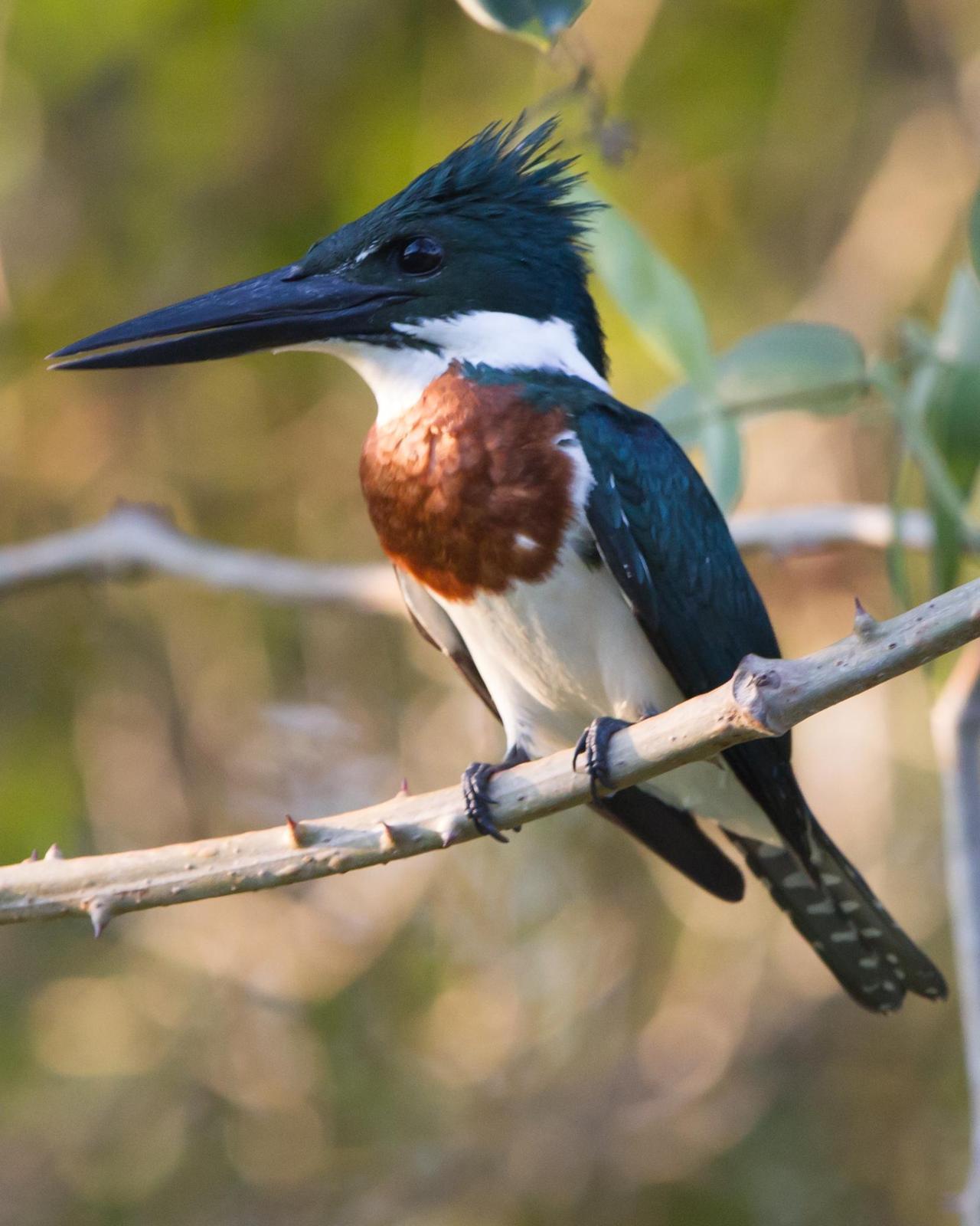 Amazon Kingfisher Photo by Kevin Berkoff
