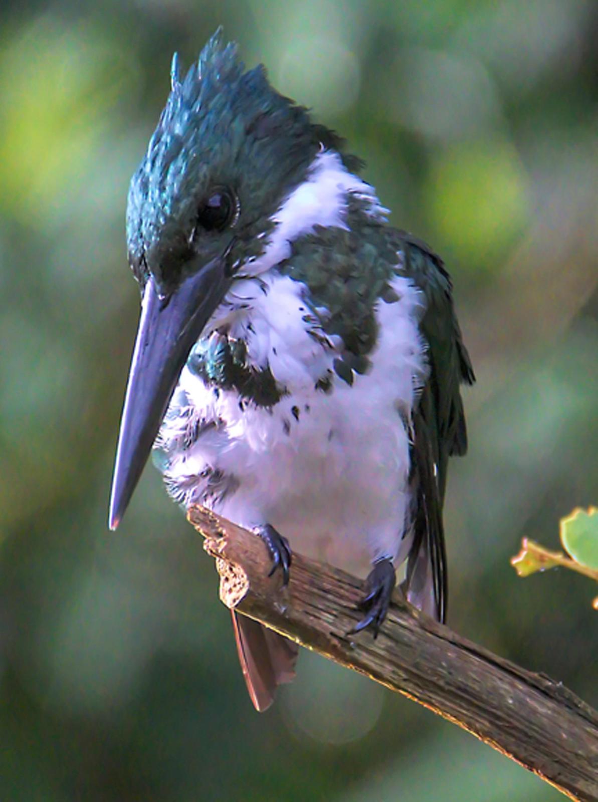 Amazon Kingfisher Photo by Dan Tallman