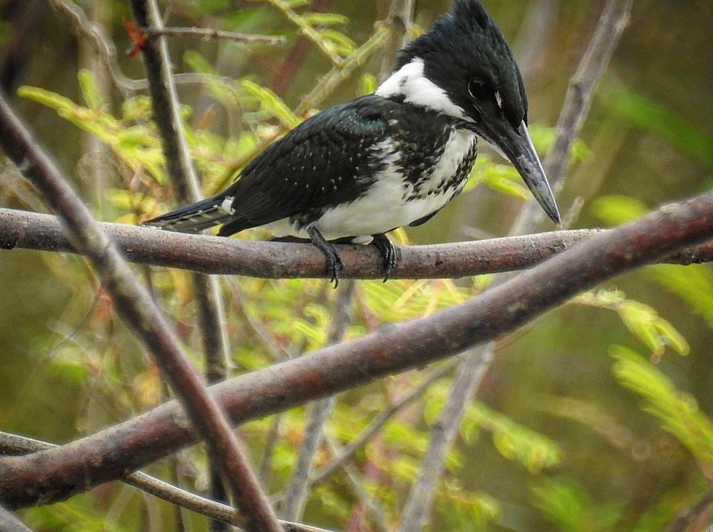 Amazon Kingfisher Photo by Julio Delgado