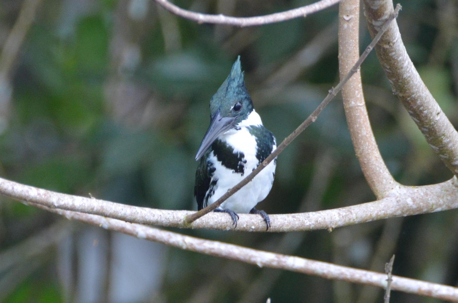 Amazon Kingfisher Photo by Paula Duenas