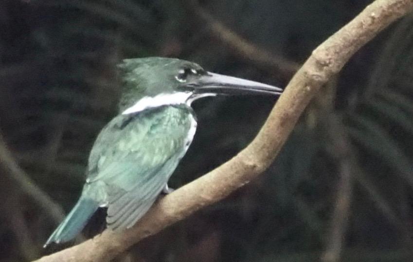 Amazon Kingfisher Photo by Susan Leverton
