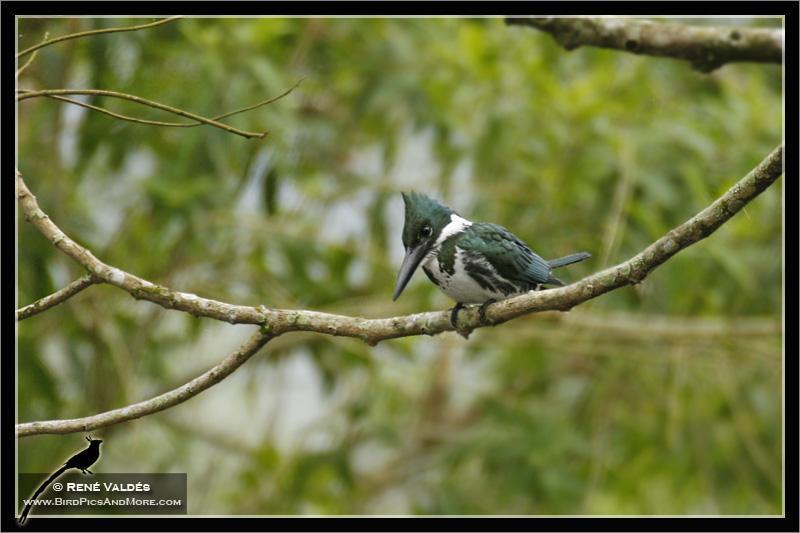 Amazon Kingfisher Photo by Rene Valdes